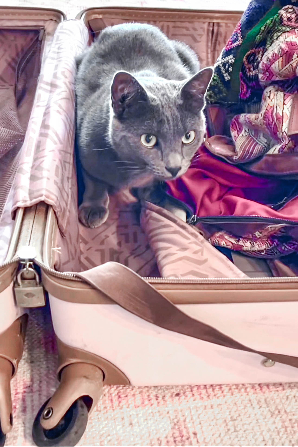 grey cat with greenish-yellow eyes inside a pink suitcase with wheels