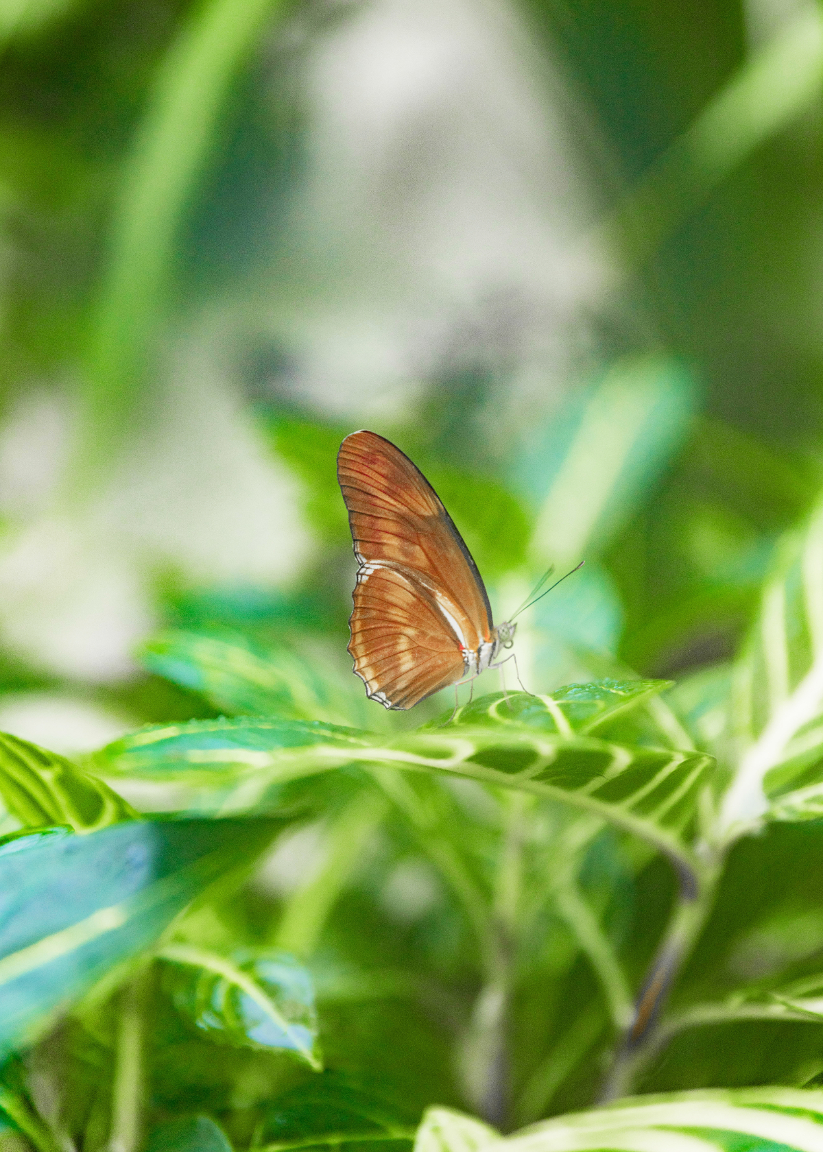 Butterfly in Key West Florida sits on a leafy, green plant in the conservatory