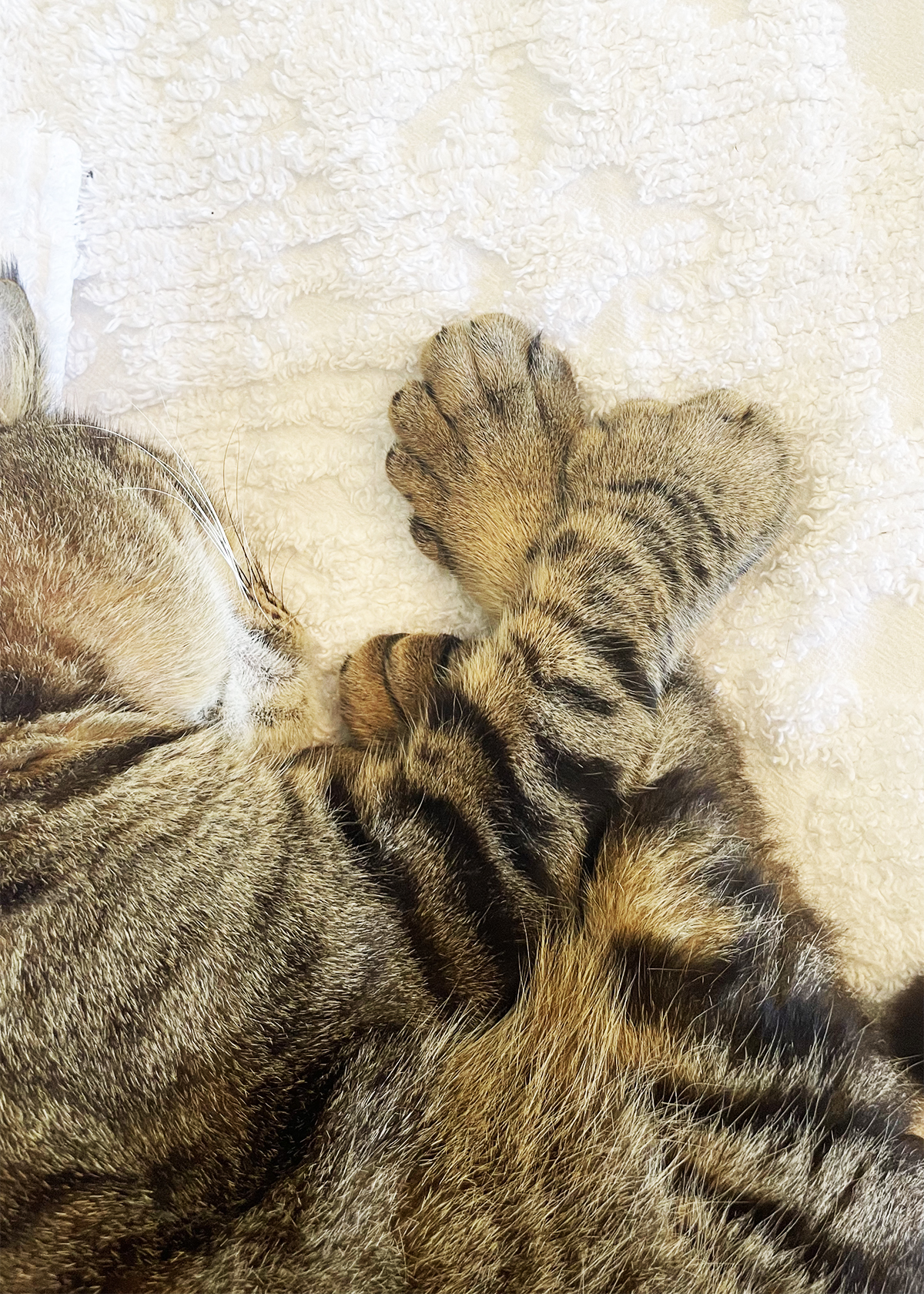 polydactyl cat with 6 toes at the Hemingway House in Key West
