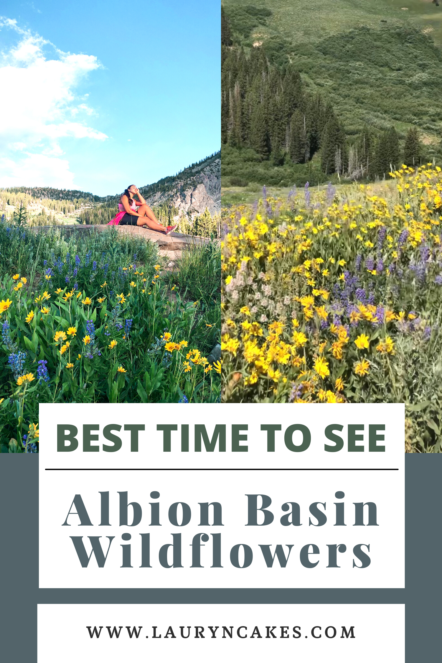 Two images in Salt Lake City, Utah Wasatch Mountains of flowers growing with the teaxt saying, "best time to see Albion Basin wildflowers"