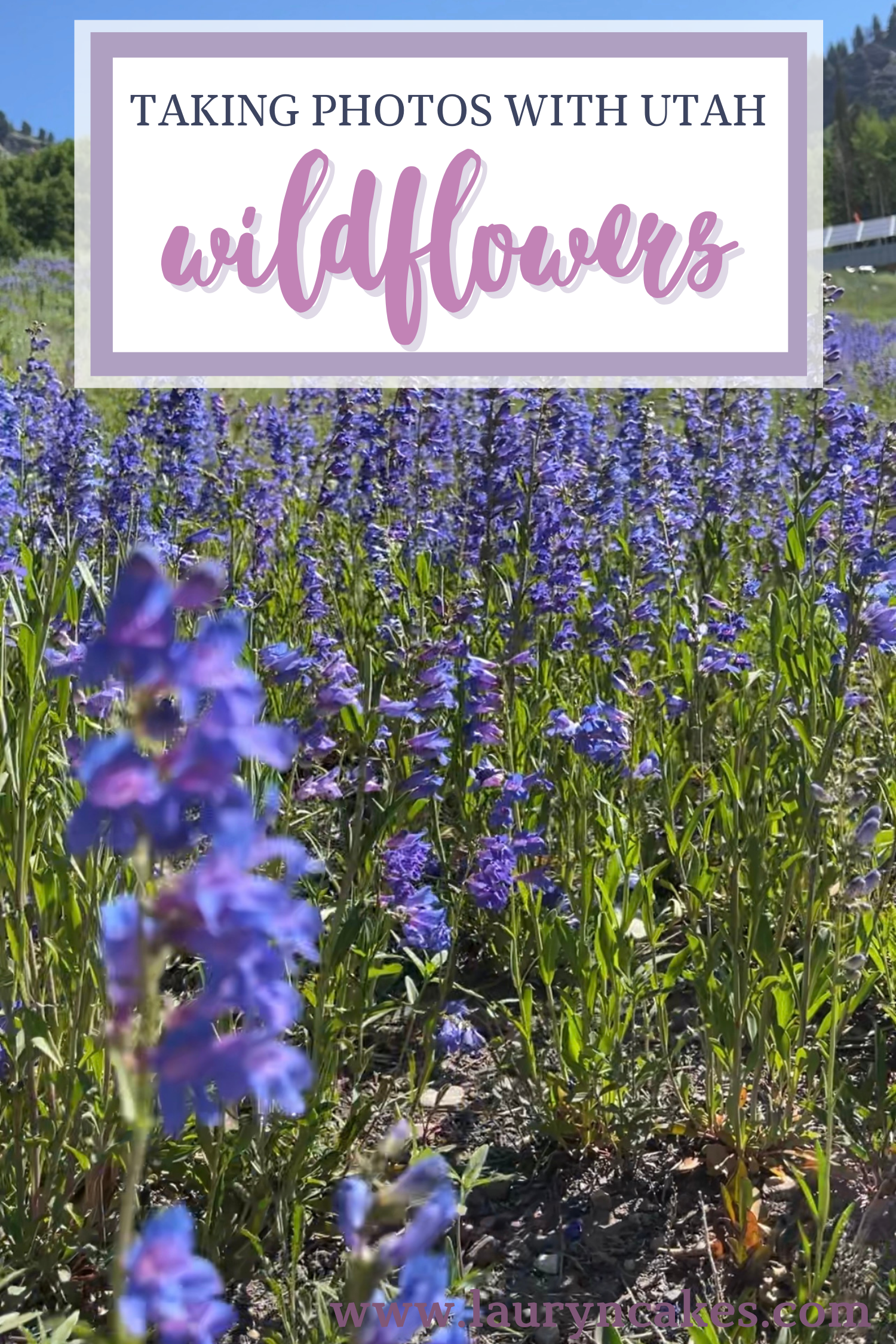 Image of purple wildflowers behind text that says, "how to take photos with Utah wildflowers"