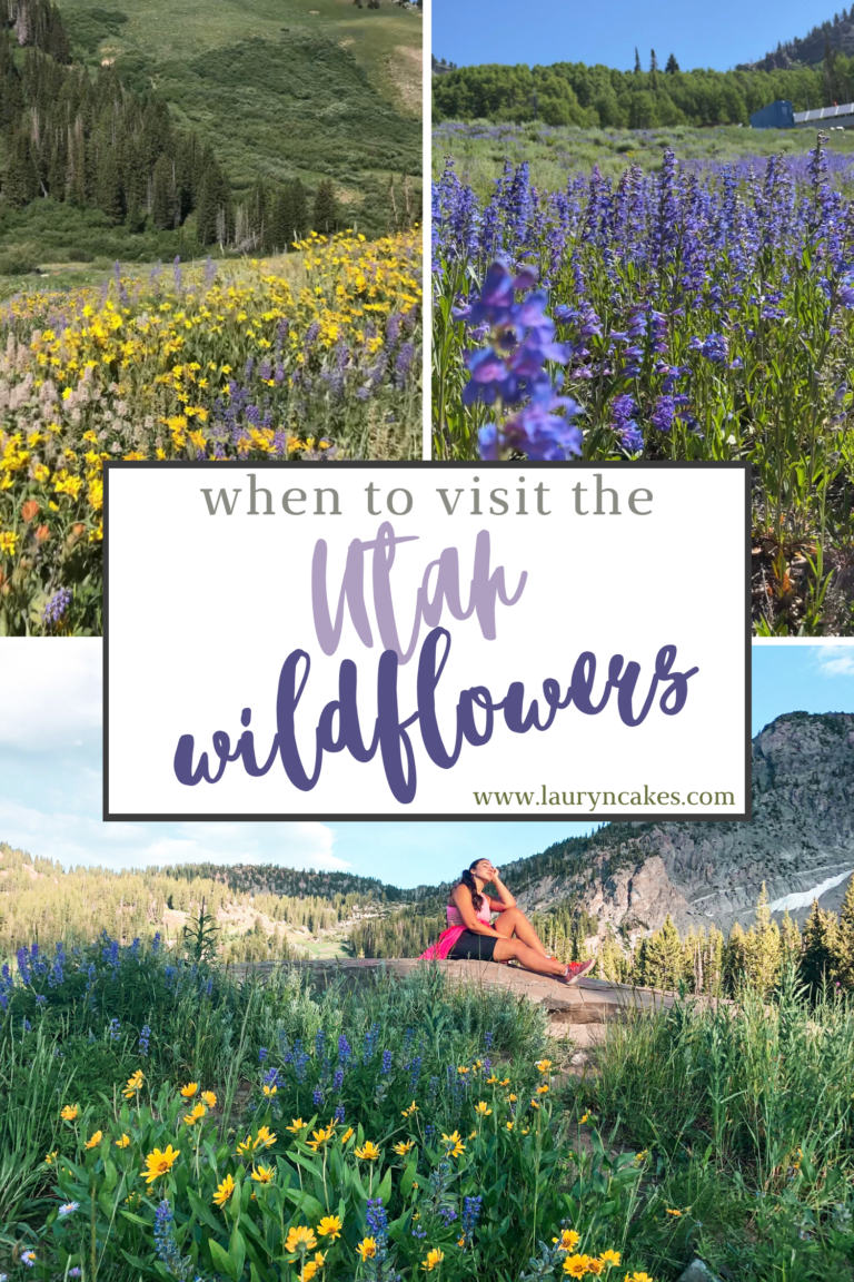 Best Hikes for Wildflowers in Utah - Lauryncakes