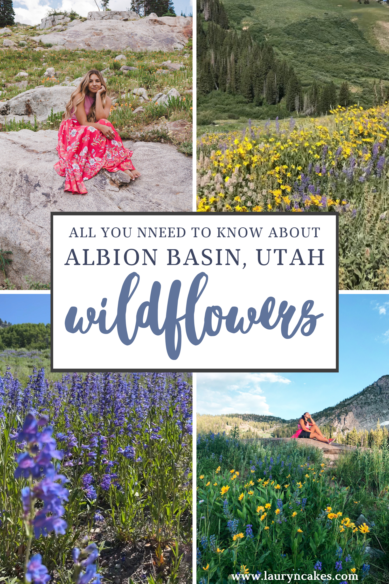 Image has words" all you need to know about Albion Basin Wildflowers" over a collage of 4 photos showcasing the mountain flowers blooming and Lauryncakes sitting on granite rocks in the meadows