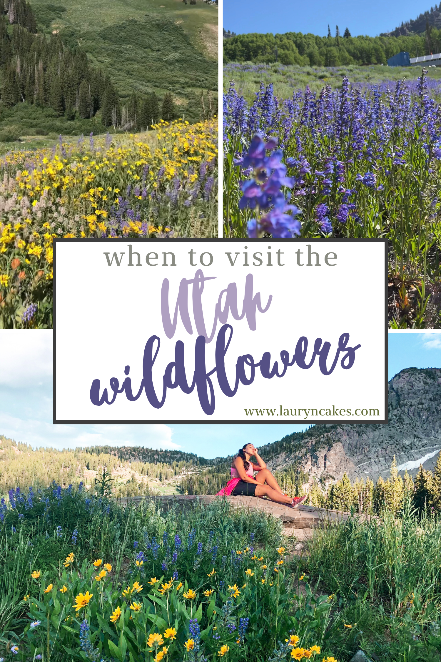 Collage of three photos at Albion Basin meadows with words saying :when to visit the Utah Wildflowers"